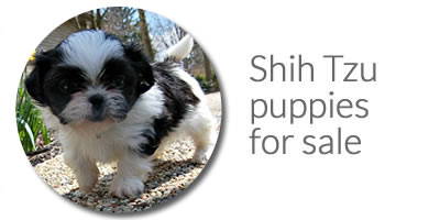 popular names for shih tzu puppies shih tzu names popular names for shih tzu puppies shih tzu names