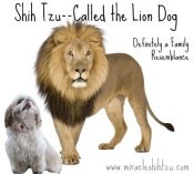 history of pugs and lions twenty shih tzu facts history of pugs and lions twenty shih tzu facts