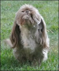 light brown shih tzu names for a brown select from hundreds of choices light brown shih tzu names for a brown select from hundreds of choices