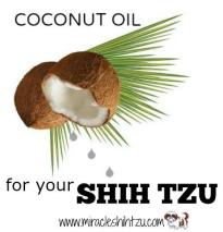why does my shih tzu follow me everywhere dandruff in dogs causes treatments and cures why does my shih tzu follow me everywhere dandruff in dogs causes treatments and cures