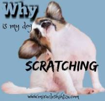 why does my shih tzu follow me everywhere dandruff in dogs causes treatments and cures why does my shih tzu follow me everywhere dandruff in dogs causes treatments and cures