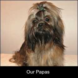 miracle shih tzu miracle shih tzu miracle shih tzu miracle shih tzu