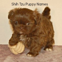 names for boys shih tzu new owner checklist names for boys shih tzu new owner checklist