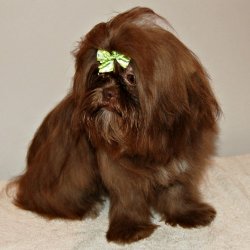 shih tzu colors all about the shih tzu shih tzu colors all about the shih tzu