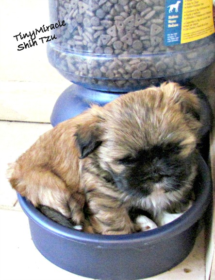 how much to feed a shih tzu puppy new puppy owner faq how much to feed a shih tzu puppy new puppy owner faq
