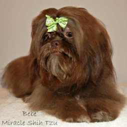 liver shih tzu our shih tzu liver shih tzu our shih tzu