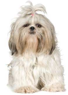 shih tzu puppies personality the shih tzu temperament personality shih tzu puppies personality the shih tzu temperament personality