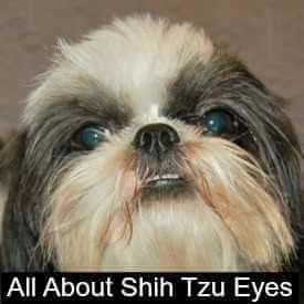 shih tzu personality problems miracle shih tzu shih tzu personality problems miracle shih tzu