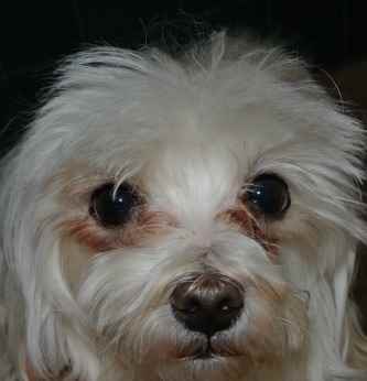 Westie Dog Eye Infection Westie Dog Eye Infection