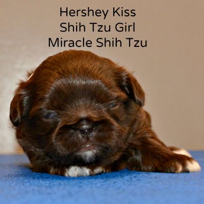 shih tzu mix puppies for sale in ohio shih tzu puppies for sale in ohio cheap breeds picture shih tzu mix puppies for sale in ohio shih tzu puppies for sale in ohio cheap breeds picture