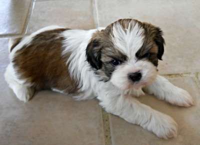 shih tzu expectancy chart twenty shih tzu facts shih tzu expectancy chart twenty shih tzu facts
