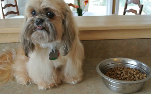 shih tzu supplies shih tzu supplies shih tzu supplies shih tzu supplies