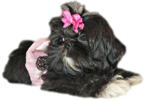 shih tzu club of america imperial shih tzu myth or reality shih tzu club of america imperial shih tzu myth or reality