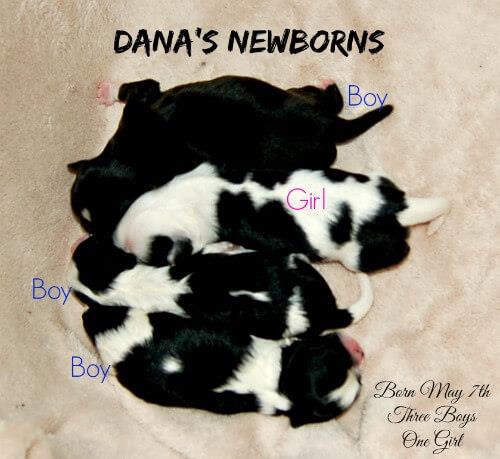 shih tzu puppies for sale in nebraska shih tzu puppies for sale in ne ohio shih tzu puppies for sale in nebraska shih tzu puppies for sale in ne ohio