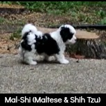maltese shih tzu health problems maltese shih tzu hybrid puppy maltese shih tzu health problems maltese shih tzu hybrid puppy
