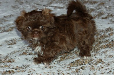 light brown shih tzu puppies maltese cross shih tzu black and white breeds picture light brown shih tzu puppies maltese cross shih tzu black and white breeds picture