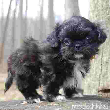 miracle shih tzu black shih tzu boy miracle shih tzu miracle shih tzu black shih tzu boy miracle shih tzu