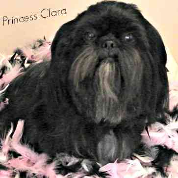 shih tzu rescue cleveland ohio shih tzu shih tzu rescue cleveland ohio shih tzu