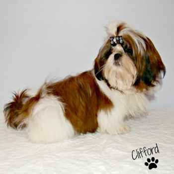 how do you say shih tzu shih tzu dads how do you say shih tzu shih tzu dads