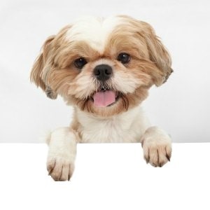 how much will my shih tzu weigh shih tzu puppy weight chart calculate the size of a tzu how much will my shih tzu weigh shih tzu puppy weight chart calculate the size of a tzu