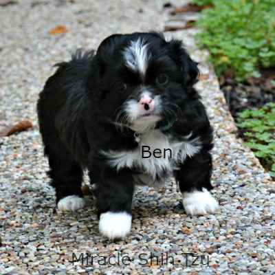 shih tzu puppies for sale in ohio cleveland shih tzu puppies for sale in ne ohio cleveland akron shih tzu puppies for sale in ohio cleveland shih tzu puppies for sale in ne ohio cleveland akron