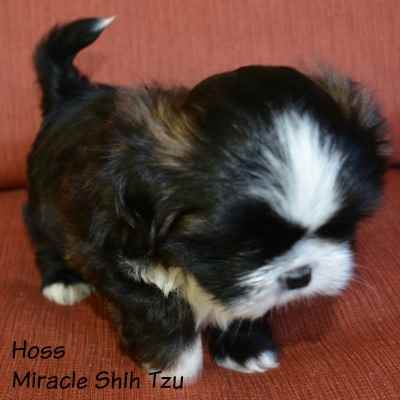 shih tzu puppies for sale in ohio cleveland shih tzu puppies for sale in ne ohio cleveland akron shih tzu puppies for sale in ohio cleveland shih tzu puppies for sale in ne ohio cleveland akron