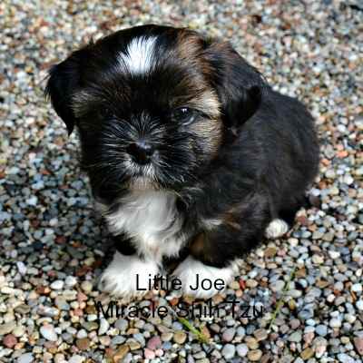 shih tzu puppies for sale in ohio cleveland shih tzu puppies for sale in ne ohio cleveland akron shih tzu puppies for sale in ohio cleveland shih tzu puppies for sale in ne ohio cleveland akron