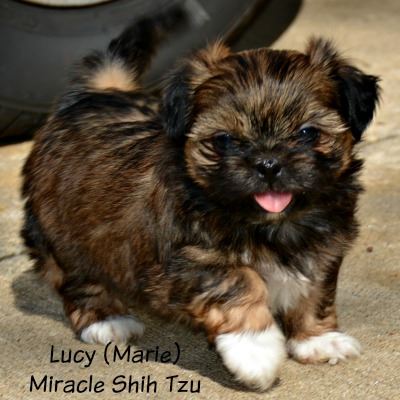 shih tzu puppies in ohio shih tzu puppies for sale in ne ohio cleveland akron shih tzu puppies in ohio shih tzu puppies for sale in ne ohio cleveland akron