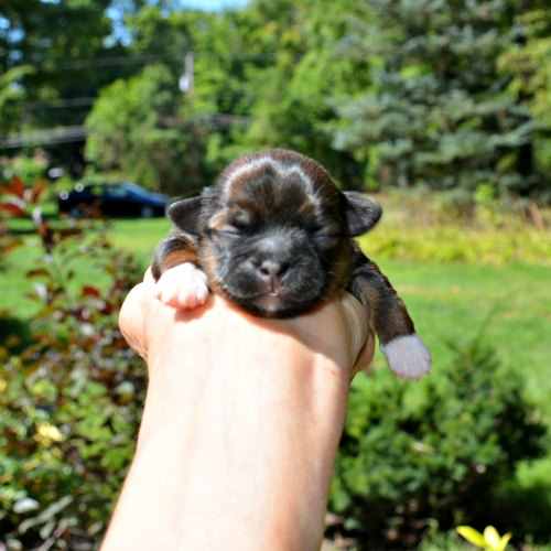 shih tzu puppies for sale in ohio cleveland shih tzu puppies for sale in ne ohio cleveland akron shih tzu puppies for sale in ohio cleveland shih tzu puppies for sale in ne ohio cleveland akron