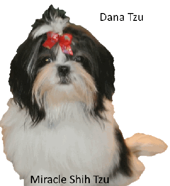 miracle shih tzu maltese shih tzu puppies tao breeds picture miracle shih tzu maltese shih tzu puppies tao breeds picture