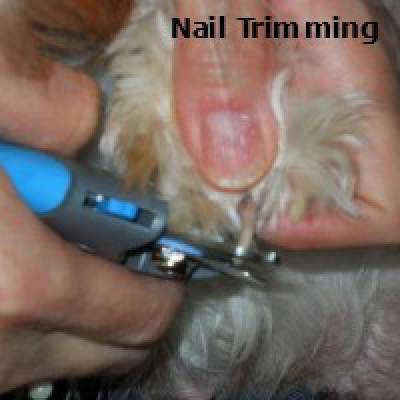 shih tzu nails grooming the shih tzu an overview shih tzu nails grooming the shih tzu an overview