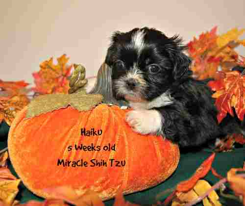 shih tzu weight range shih tzu nursery a shih tzu weight range shih tzu nursery a