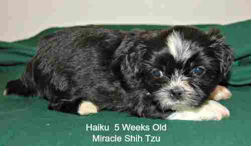 shih tzu weight range shih tzu nursery a shih tzu weight range shih tzu nursery a