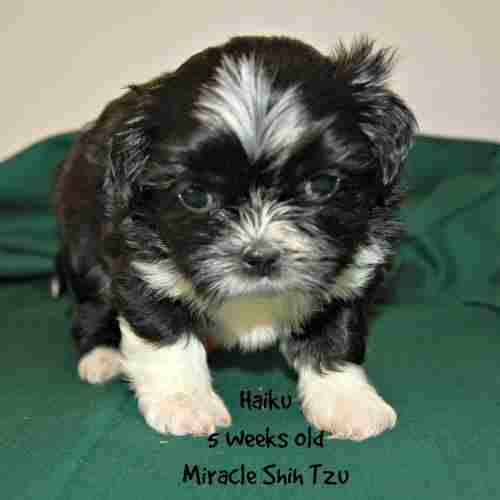 shih tzu weight range shih tzu nursery a shih tzu weight range shih tzu nursery a