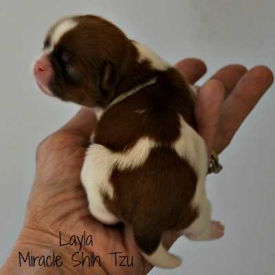 shih tzu puppies for sale in ohio cleveland shih tzu puppies for sale in ne ohio cleveland akron shih tzu puppies for sale in ohio cleveland shih tzu puppies for sale in ne ohio cleveland akron