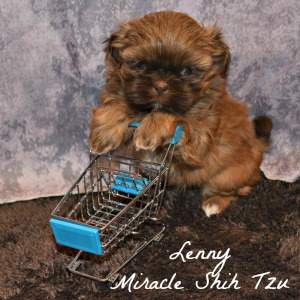 shih tzu puppies for sale in ohio cleveland shih tzu puppies for sale in ne ohio cleveland akron shih tzu puppies for sale in ohio cleveland shih tzu puppies for sale in ne ohio cleveland akron