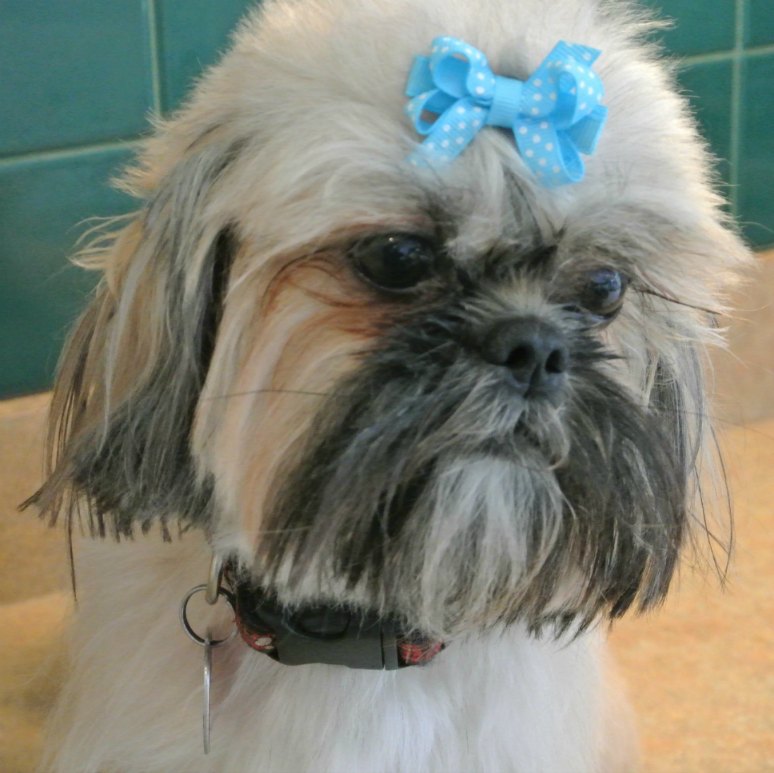 miracle shih tzu the shih tzu of miracle shih tzu miracle shih tzu the shih tzu of miracle shih tzu