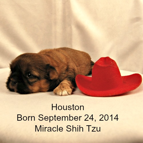 shih tzu puppies houston houston shih tzu puppy shih tzu puppies houston houston shih tzu puppy