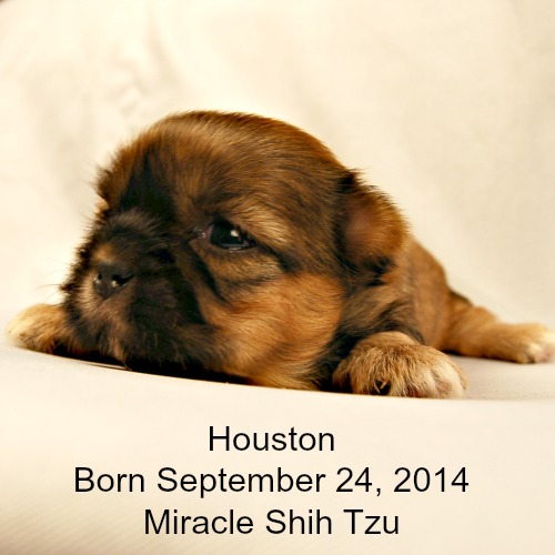 shih tzu puppies houston houston shih tzu puppy shih tzu puppies houston houston shih tzu puppy