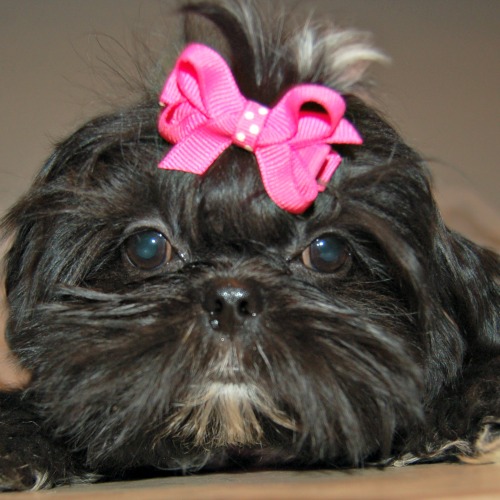 What are some common characteristics of an imperial Shih Tzu?