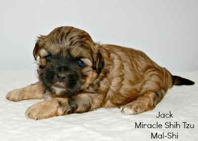 shih tzu puppy growth shih tzu puppy weight chart puppy growth chart shih tzu puppy growth shih tzu puppy weight chart puppy growth chart
