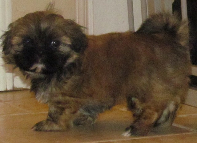 names for shih tzu puppies shih tzu names names for shih tzu puppies shih tzu names