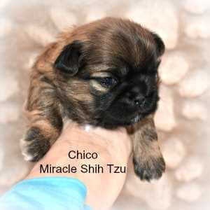 shih tzu puppies nebraska shih tzu puppies for sale in ne ohio cleveland akron shih tzu puppies nebraska shih tzu puppies for sale in ne ohio cleveland akron