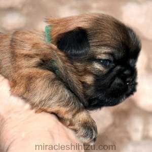 shih tzu puppies for sale in ohio cleveland shih tzu puppies for sale in ne ohio cleveland akron shih tzu puppies for sale in ohio cleveland shih tzu puppies for sale in ne ohio cleveland akron
