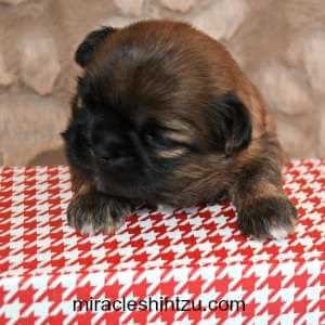 shih tzu puppies for sale in ohio cleveland shih tzu puppies for sale in ne ohio cleveland akron shih tzu puppies for sale in ohio cleveland shih tzu puppies for sale in ne ohio cleveland akron