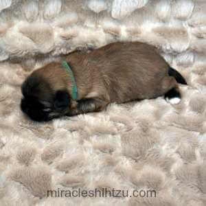 shih tzu puppies nebraska shih tzu puppies for sale in ne ohio cleveland akron shih tzu puppies nebraska shih tzu puppies for sale in ne ohio cleveland akron