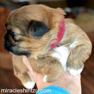 shih tzu puppies nebraska shih tzu puppies for sale in ne ohio cleveland akron shih tzu puppies nebraska shih tzu puppies for sale in ne ohio cleveland akron