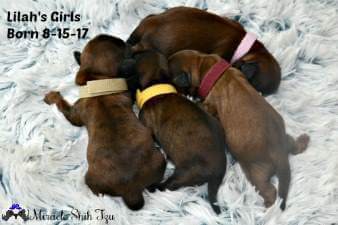 shih tzu puppies omaha shih tzu hind leg injury no surgery brace in omaha nebraska ne acl no shih tzu puppies omaha shih tzu hind leg injury no surgery brace in omaha nebraska ne acl no
