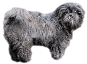 shih tzu blue the shih tzu of miracle shih tzu shih tzu blue the shih tzu of miracle shih tzu