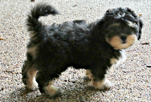 how often to feed a shih tzu new puppy owner faq how often to feed a shih tzu new puppy owner faq
